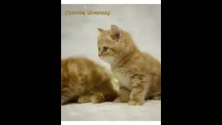 Британские котята