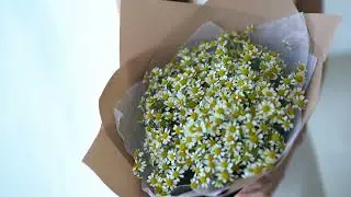 Букет из 15 матрикарий (ромашек)