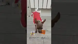Рубина или Симбочка? 