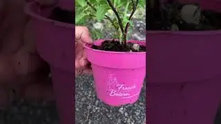 Гортензия  (сорт 'Runaway Bride'®). Hydrangea macr. 'French Bolero'®rosa* и Блю.Французская Bolero®