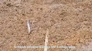 Cobra snake