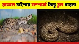 রাসেল ভাইপার সম্পর্কে কিছু ভুল ধারণা  । Some misconceptions about the Russell Viper । Facts Media
