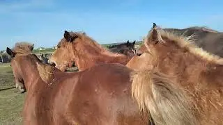Барыня гуляет жеребцы не дают ей прохода