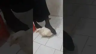 آموزش سلاخی و ذبح مرغ زن قصاب Animal slaughter Woman beheading a chicken ذبح دجاجة على يد امرأة