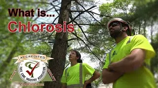 What is Chlorosis