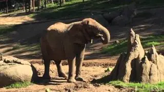 Elephant Report