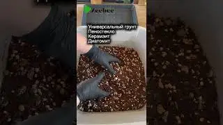 Укоренение фикуса Эластика Белиз