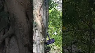 Тайская белка
