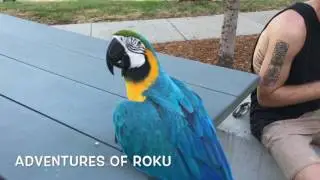 Free Flight Parrots at the Park