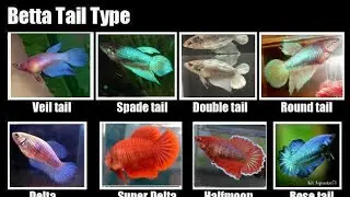 TYPES OF FEMALE BETTA FISH ||JOSEPH ||FRANCIS