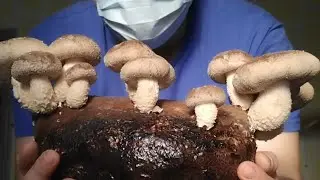 Посадка мицелия на блоки. Фильтры для пакетов. Всё подробно.