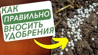 How to CORRECTLY apply PHOSPHORUS FERTILIZERS when sowing spring and winter crops with seeds in a...