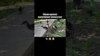 Утка кряква выгуливает своих маленьких утят 🤗