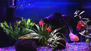 DREAM AQUARIUM HOME AQUARIUM GOLDFISH