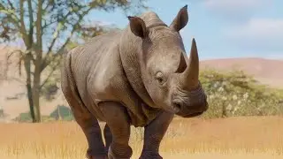 {PLANET ZOO} Southern White Rhinoceros Habitat Build