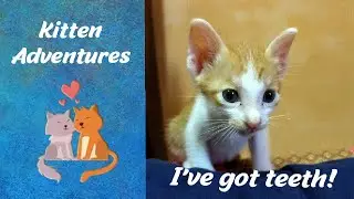 Kitten Adventures - Growing teeth