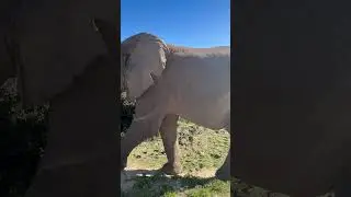 Beautiful large Elephant strolling towards us #safari #elephant #africa #wildlife #travel #animals