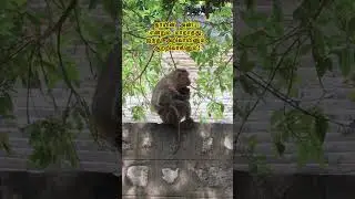தாயின் அன்பு