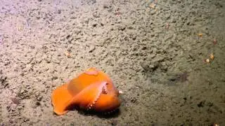 Best of 2015: Adorable Dumbo Octopuses | Nautilus Live
