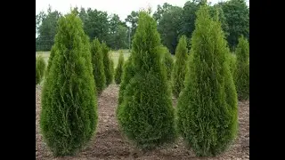 #Туя4 #Thuja4 #Хвойные растения40 #Conifers40 Декоративные растения