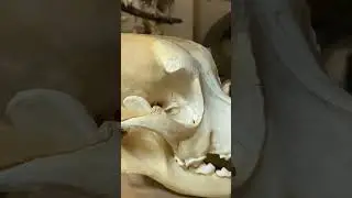 Почему выпадают глаза у пекинеса 