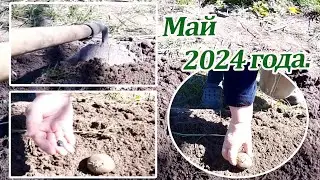 Мои огородные  хлопоты. Как все успеть? Май 2024 года.