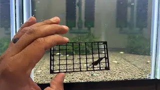 How I use moss tables in my shrimp tanks