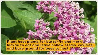 The Buzz on Helping Pollinators - How to Help
