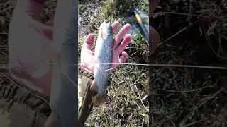 Форельчик #troutfishing #рыбалка #форель #fishing