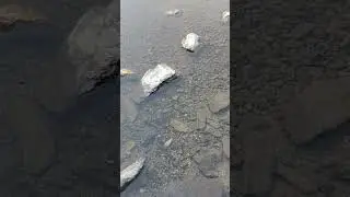 Монголия, хариус в горной речке #shorts