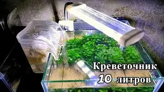Креветочник 10 литров. Два месяца после запуска.