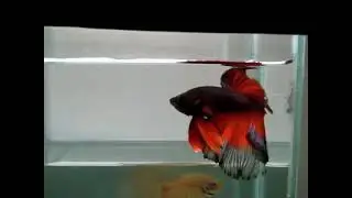 Petushok