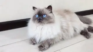 Super Cute Ragdoll Cat in The World 😹