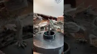 Hungry hungry horned lizards! 