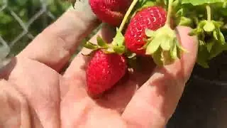End of UFO 4 harvest: 215 fruits, 50 kilos on a 4-axis tree.