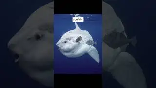 OCEAN GIANTS UNVEILED: Jaw-Dropping MARINE CREATURES LARGER Than You Imagined!"#facts #youtubeshorts