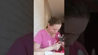 Уход за кошкой. стрижка когтей