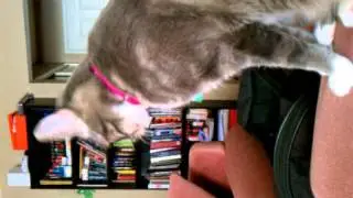 Gracie