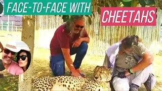 Touch a Cheetah in Somerset West | Wild Encounter & Wildlife Adventure near Cape Town