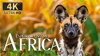 Wild Kingdom Revealed 4K 🐾 Stunning Nature Adventure with Gentle Piano Rhythms