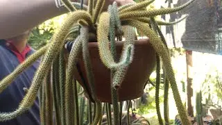 Diferenças entre os CACTOS RABO de macaco/gato/rato