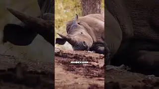 How rhinos are protected from poachers 