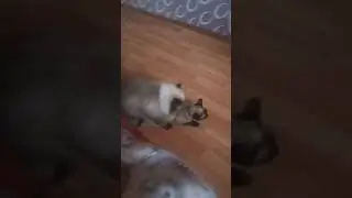 Pisik cutlesmesi Himolay Persi Siam pisiyi Вязка Гимолайский кота Сиамской кошки