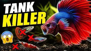This Fish Can Kill Everything in Your Tank