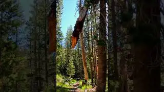 The Tree That Could Kill You