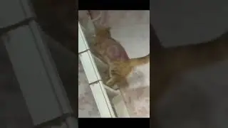 Kucing menaiki tangga 😂😅 #cat #cats #short #shorts #shortvideo #kucingkucinglucu