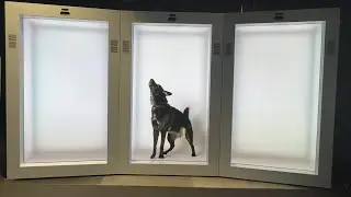 How much is that doggie in the Proto?