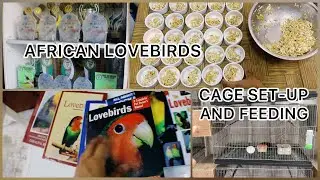 BREEDING CAGE SET-UP FOR AFRICAN LOVEBIRDS AND SOFT FOOD FEEDING (2022)
