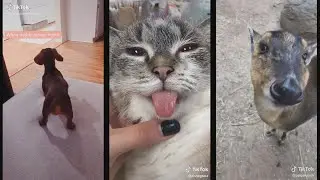 funny animals tiktok compilation #4  - Try Not To Laugh