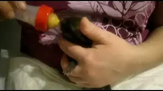 Наталия - мама всех найденышей-выкормышей. Сейчас кушают лисята